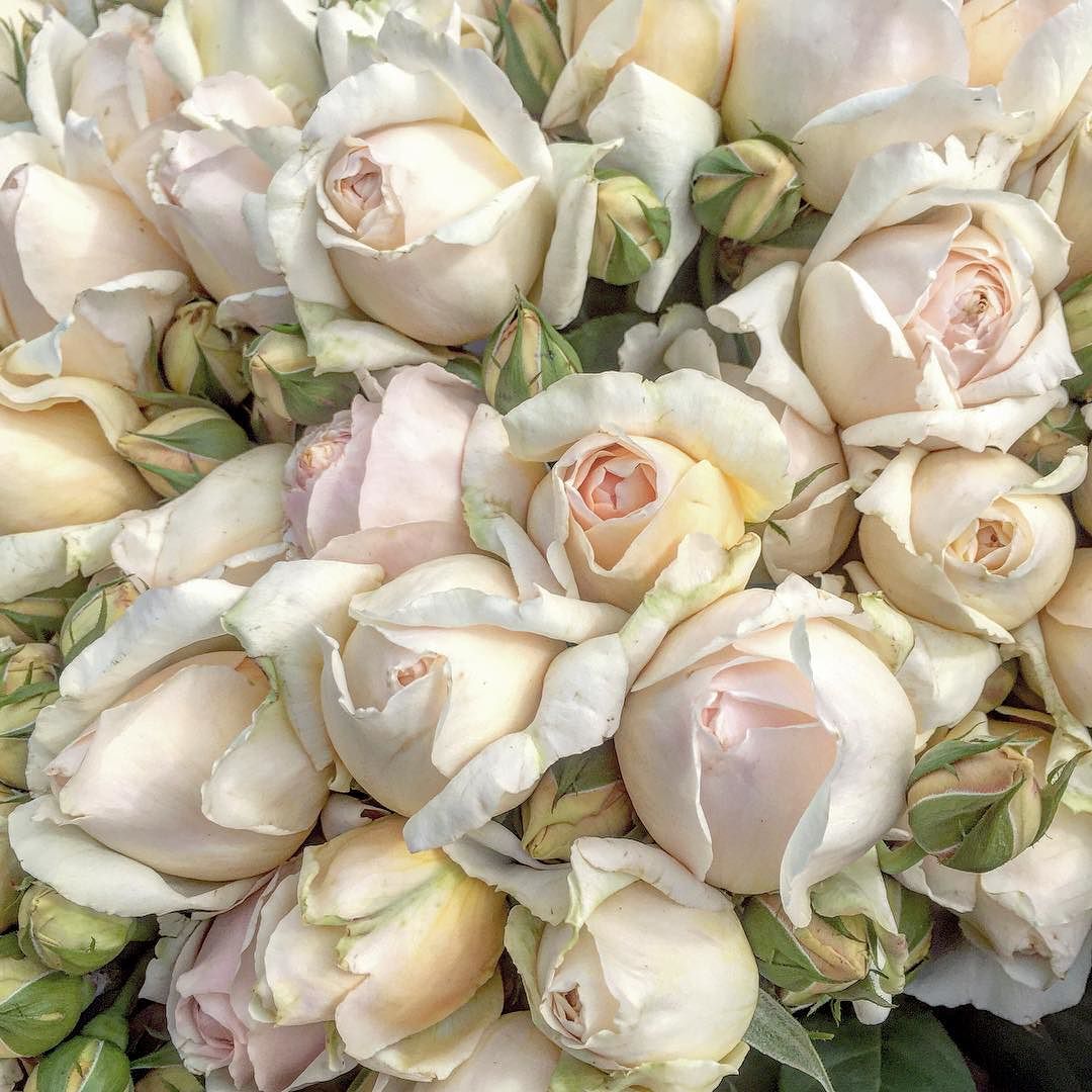 Fresh Rose – An Intimate Rose Flame - Image 5