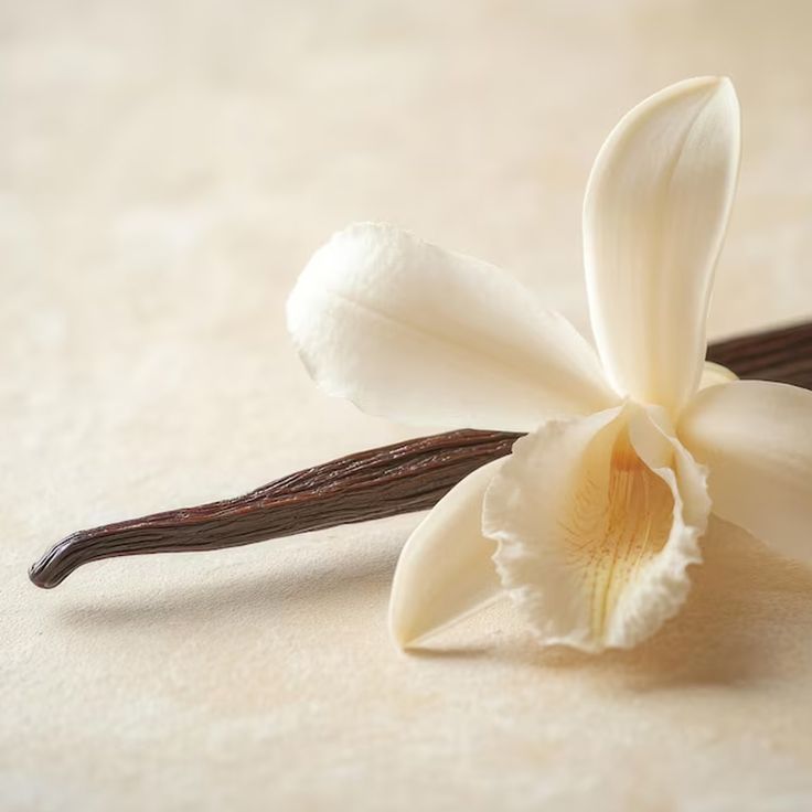 Vanilla Muse – Warm Vanilla Essence Candle - Image 5